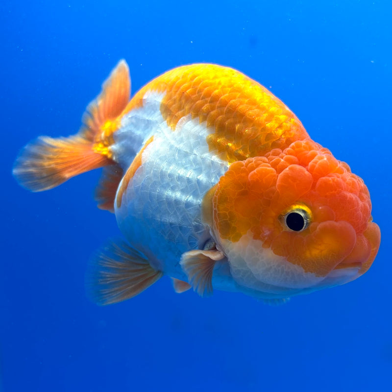 Thai Ranchu Red/White 3.5” Body Male(CK-828)R3A13