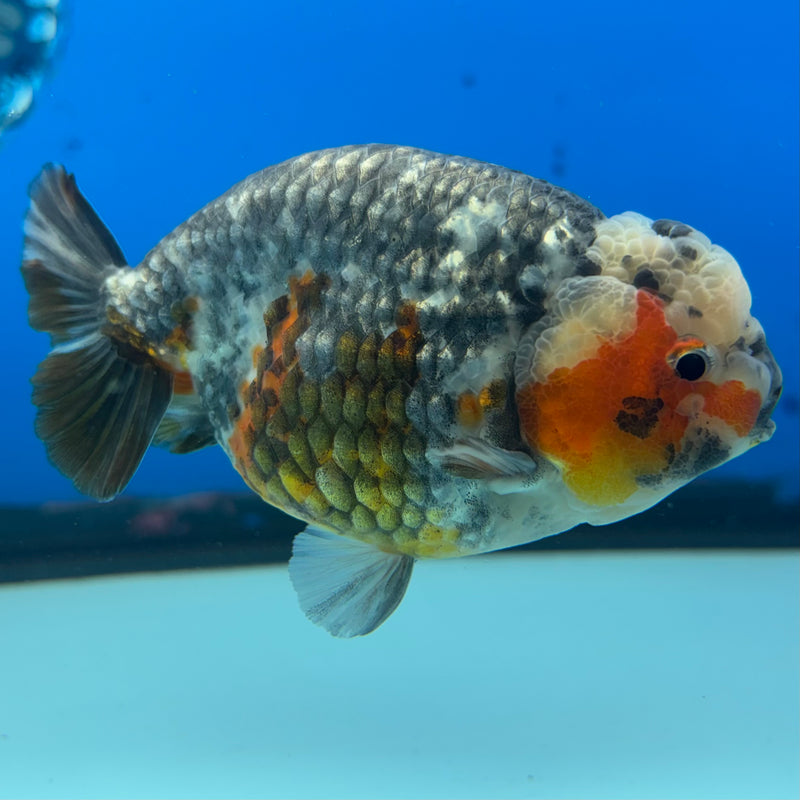 Thai Ranchu Apache Calico RARE 3.5" Body Male(CK-899)R1A10