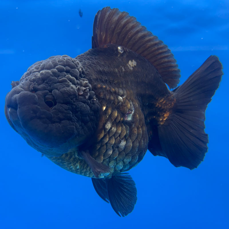 Thai Oranda JUMBO Full Black 4” Body Male(QGF-CK-1341)BLUETUB1