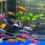 Live Freshwater Cichlid Assorted Large Size 4" MALE – Premium Hand-Selected