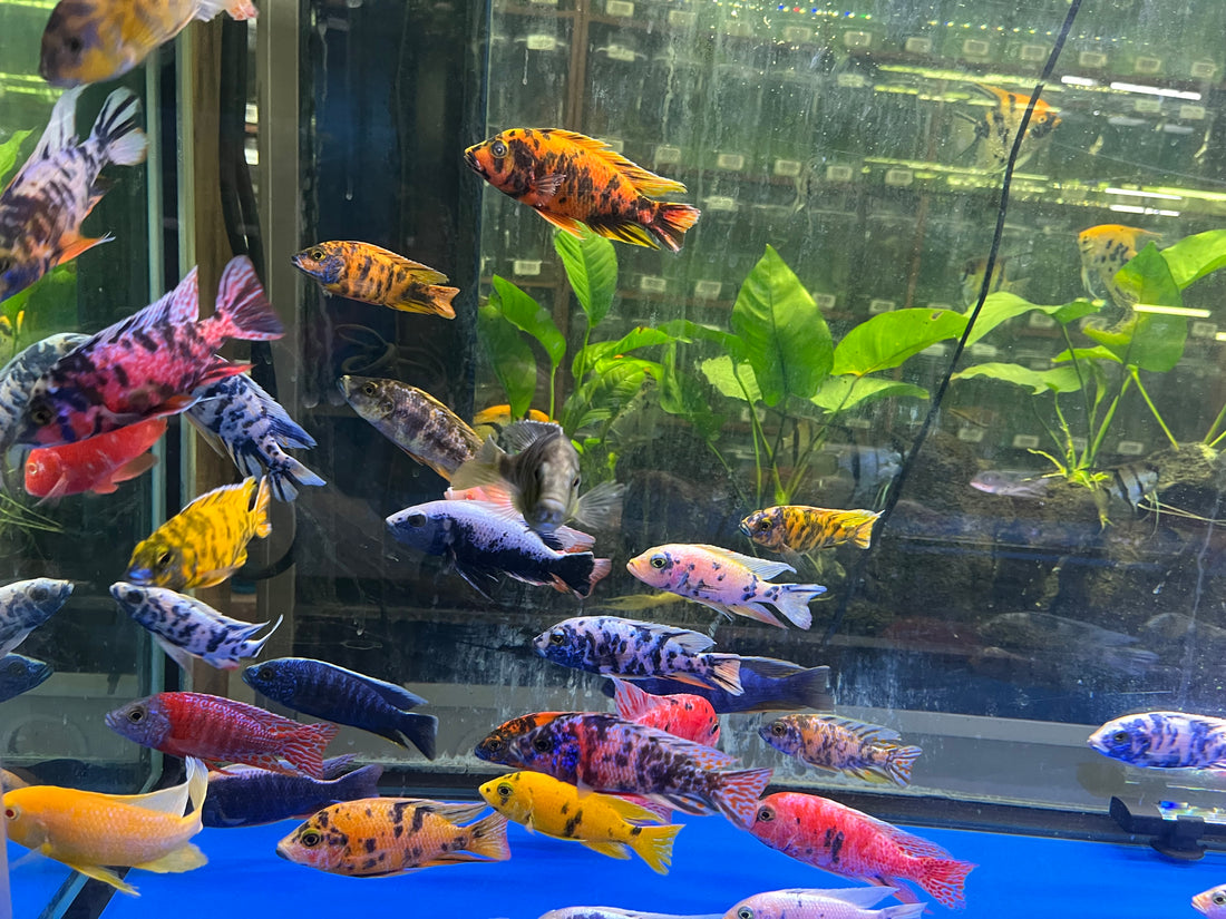 Live Freshwater Cichlid Assorted Large Size 4" MALE – Premium Hand-Selected