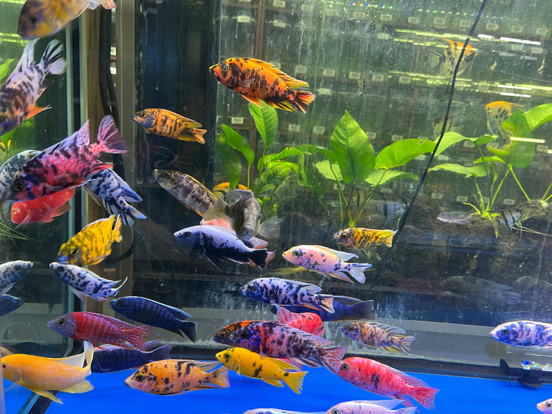 Live Freshwater Cichlid Assorted Large Size 4" MALE – Premium Hand-Selected