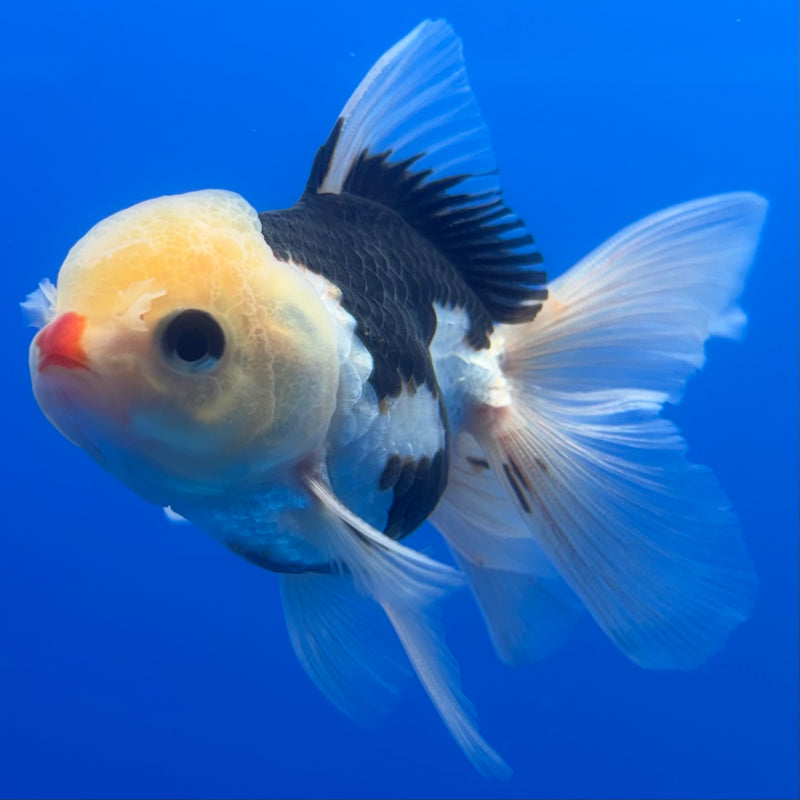 Thai Oranda Lemon Head Tri-Color/Panda 2.5” Body Male(CK-1249)R3B09