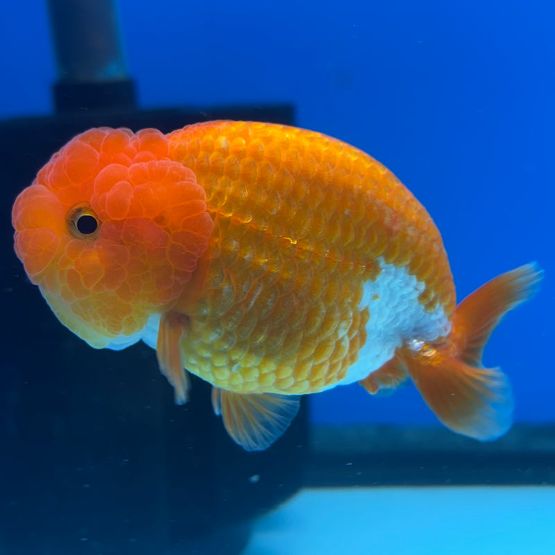 Thai Ranchu Red/White 3” Body Male(CK-994)R3B03