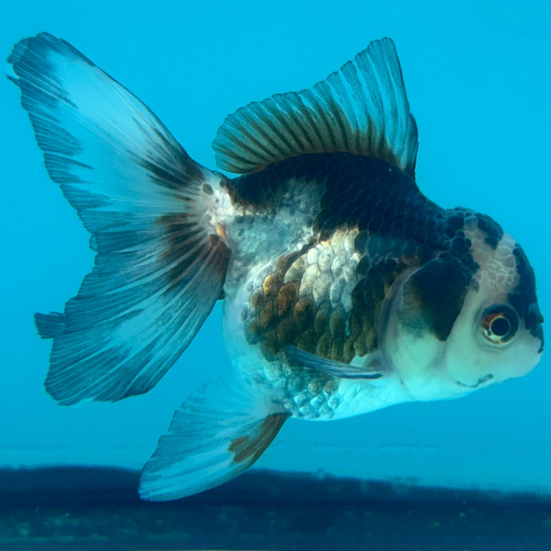 Thai Panda Oranda 2.5”Body Female (JCD-094)R1A10