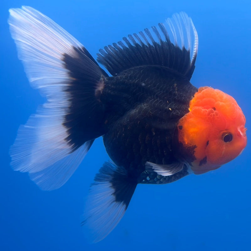 Thai Oranda Black Body Red Cap 3” Body Female(CK-655)R1A12