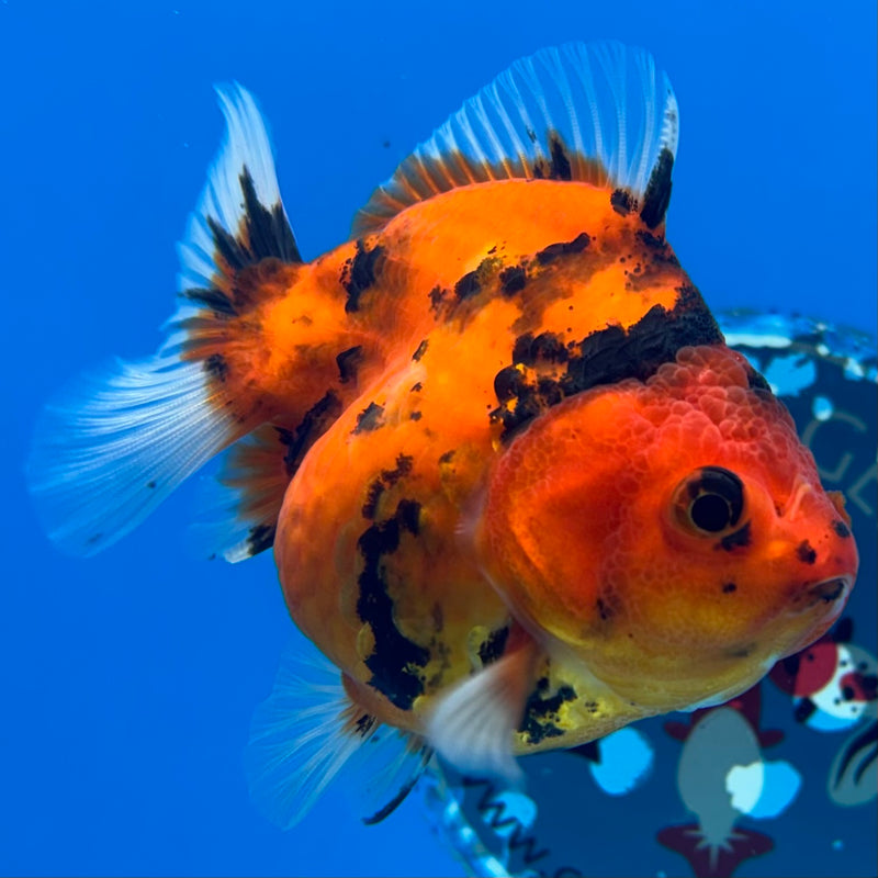 Thai Oranda Calico Tiger Yuanbao by SHOGUN 3” Body Female(CK-1171)R3A06