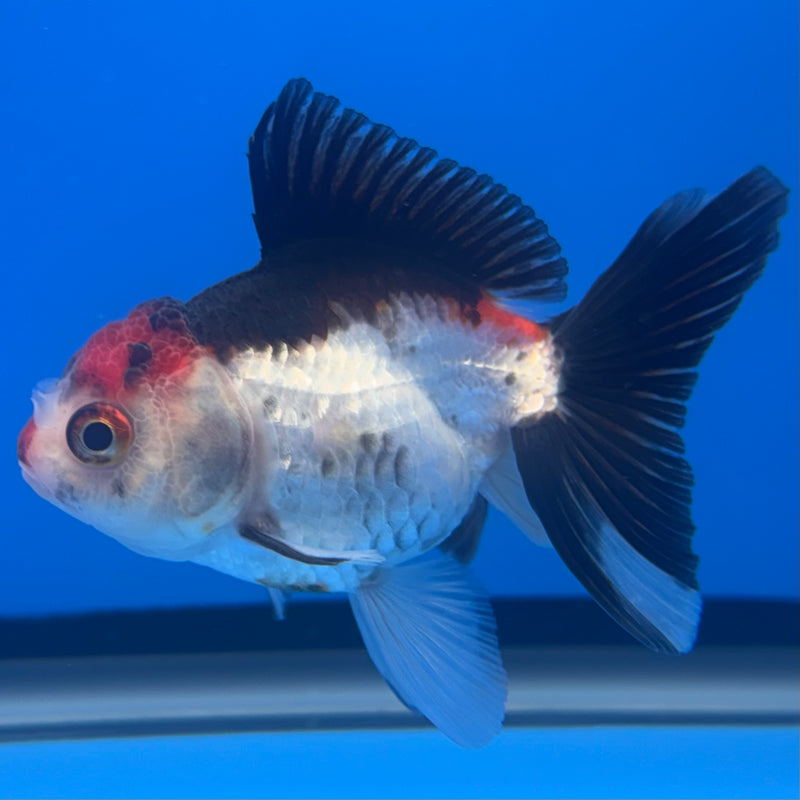 Thai Oranda Tri-Color 2.5” Body Female(CK-1312)R3B13