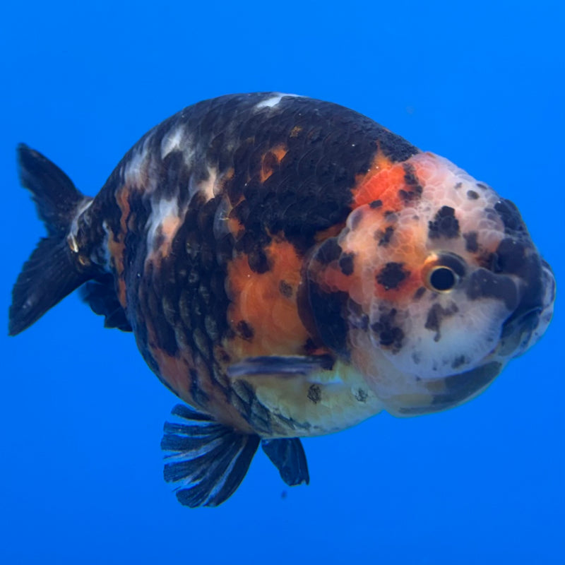 Chinese Ranchu Calico 4” Body Male(CK-1460)R2A07