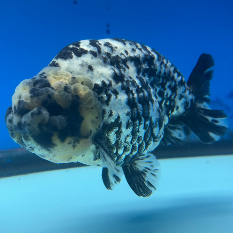 Thai Ranchu JUMBO Granite Calico 4.5” Body Male(BIN-CK-1049)SHOWTANK2