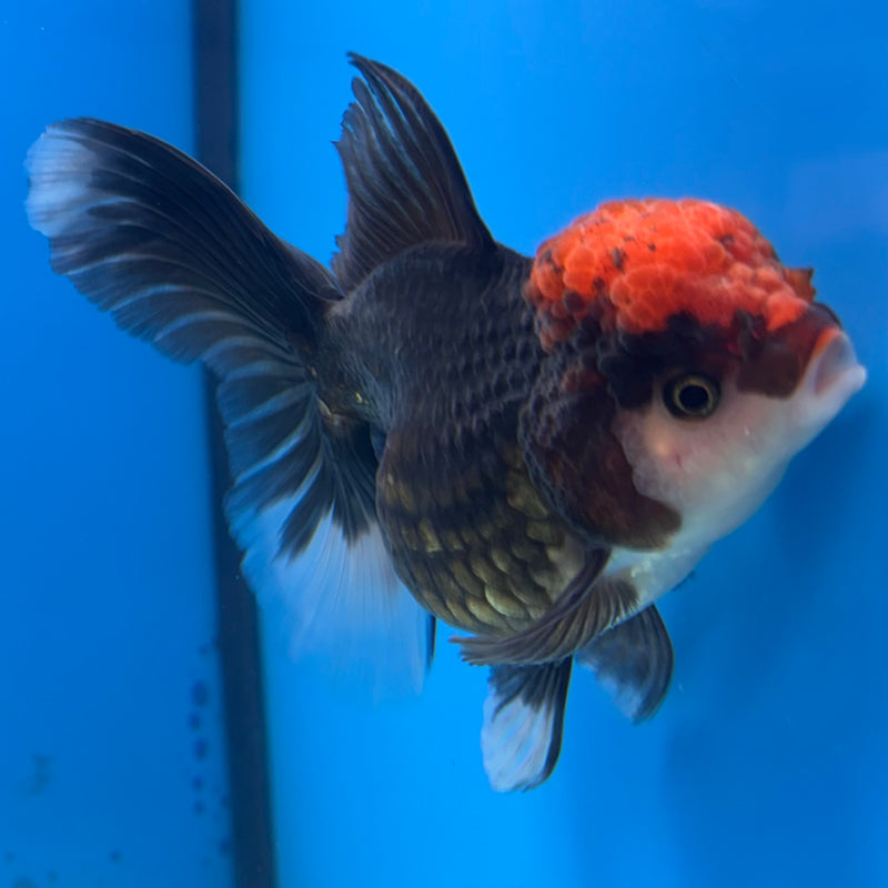 Thai Oranda Tri-Color/Black Body Red Cap 3.5” Body Female(CK-929)R1BLUETUB4