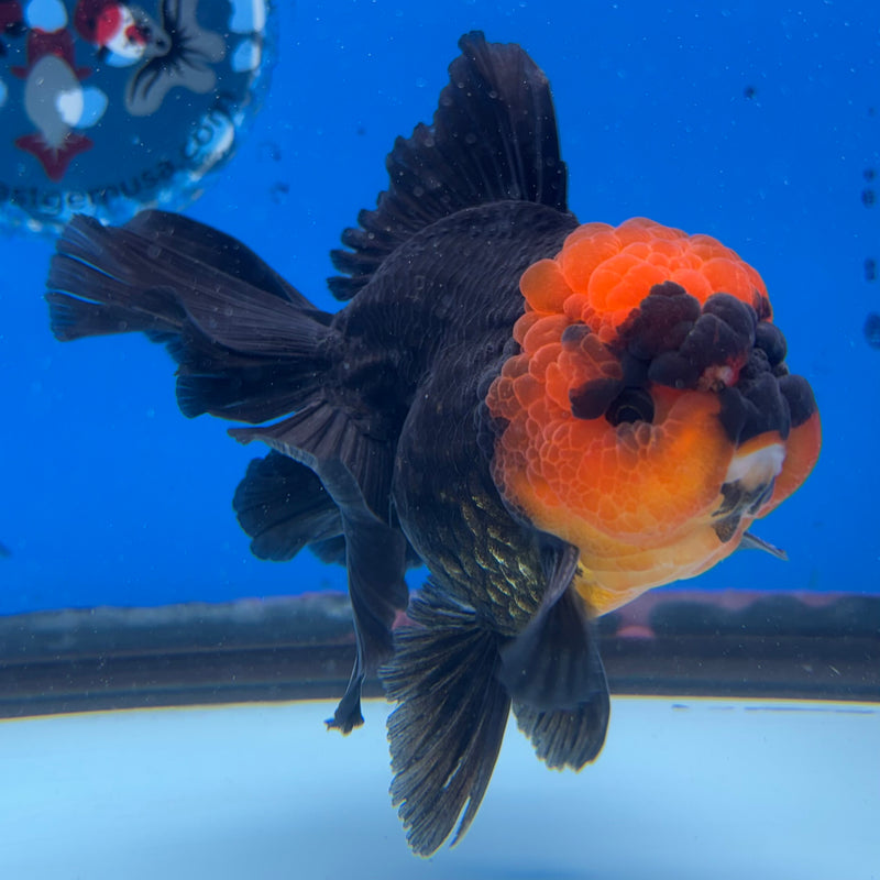 Thai Oranda Apache 3.5" Male(CK-1534)R2A06