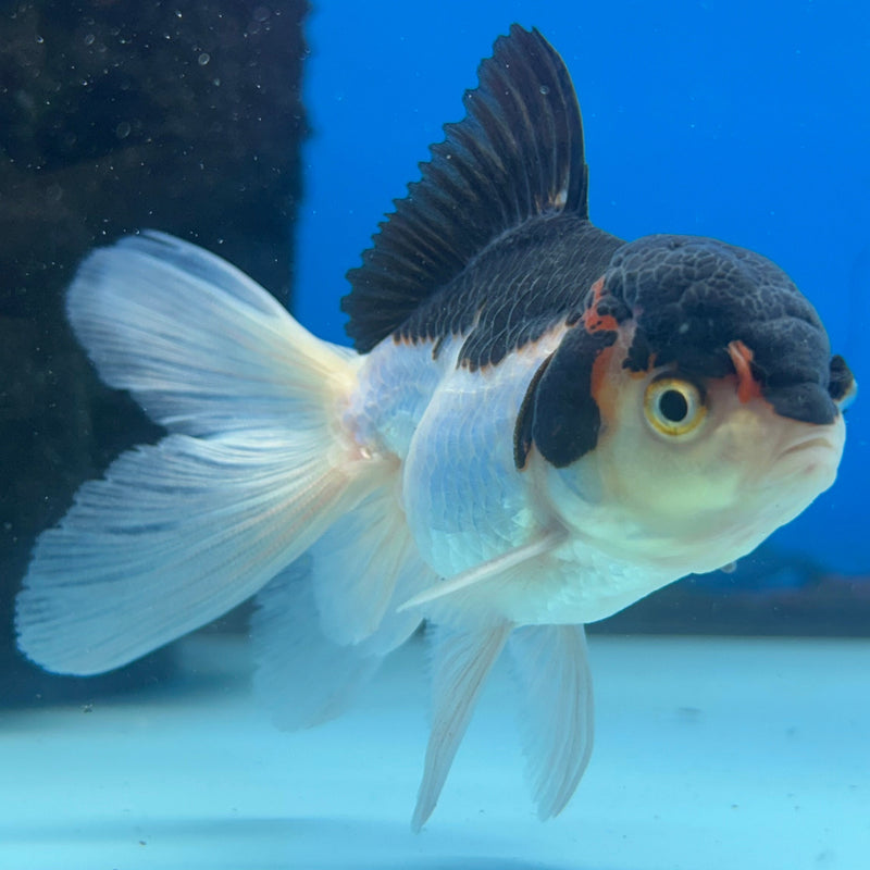 Thai Panda Oranda 2” Body Male (JCD-215)R4B01
