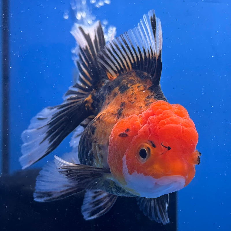 Thai Oranda Apache 3” Body Female(CK-963)R3B12