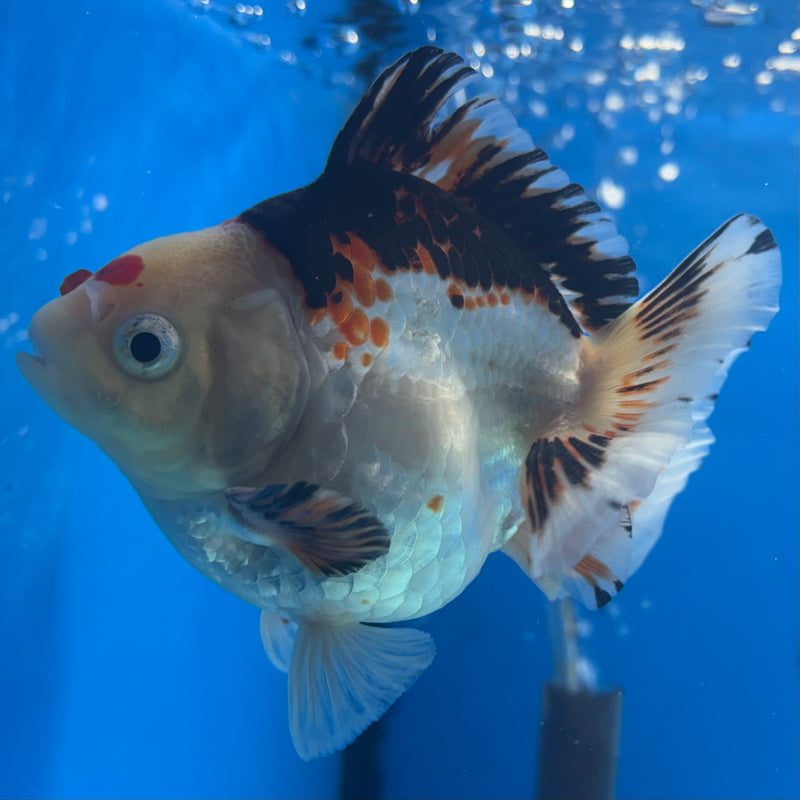Thai Oranda Apache/Tri-Color 3” Body Male(CK-838)R3A14