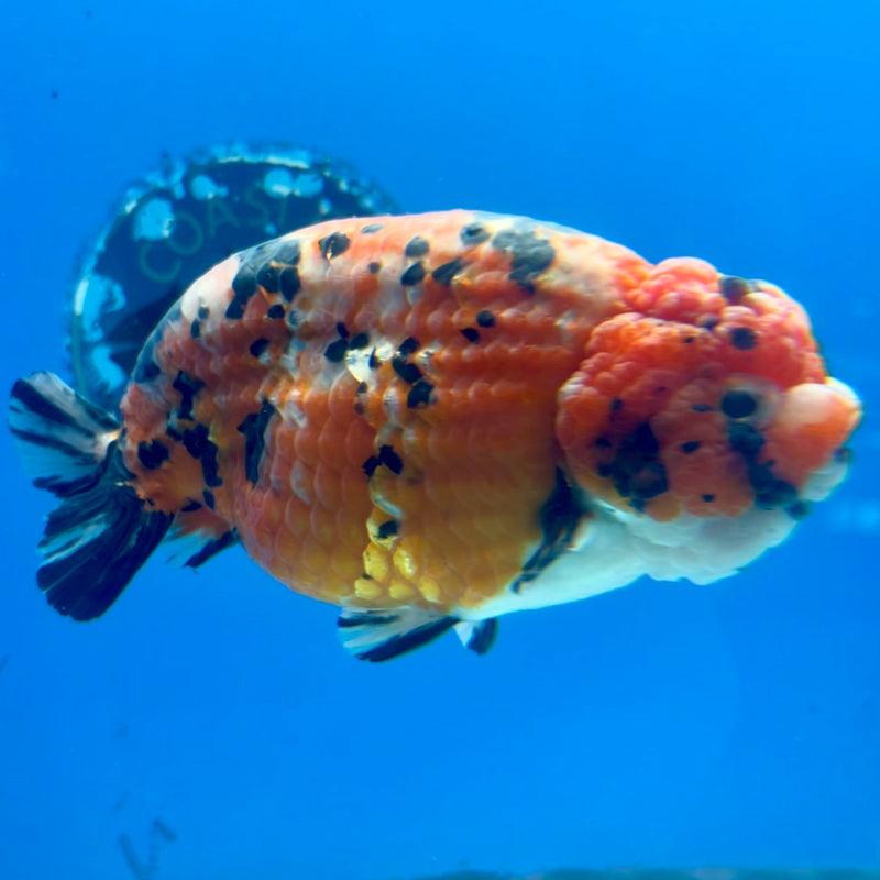 Thai Ranchu Red Calico 4.5” Body Male(CK-1211)BLUETUB1