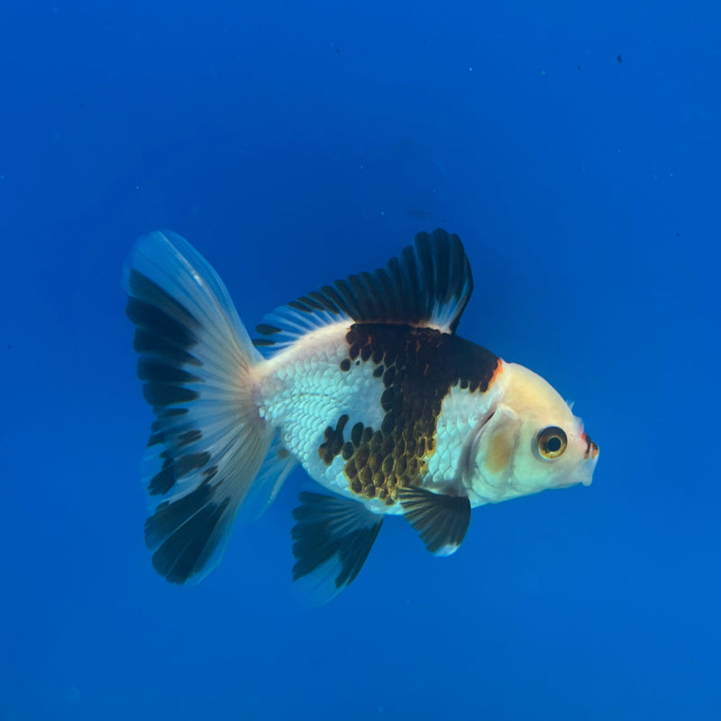 Thai Oranda Tri-Color 3in Female (FEB-326)R2B07