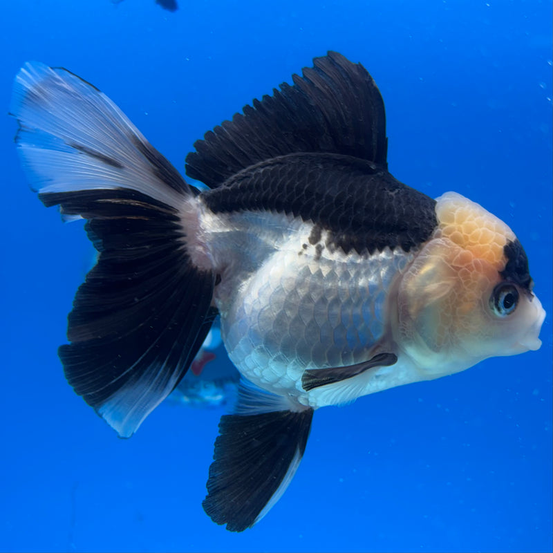Thai Oranda Panda 3.5" Female(CK-1539)R2A07