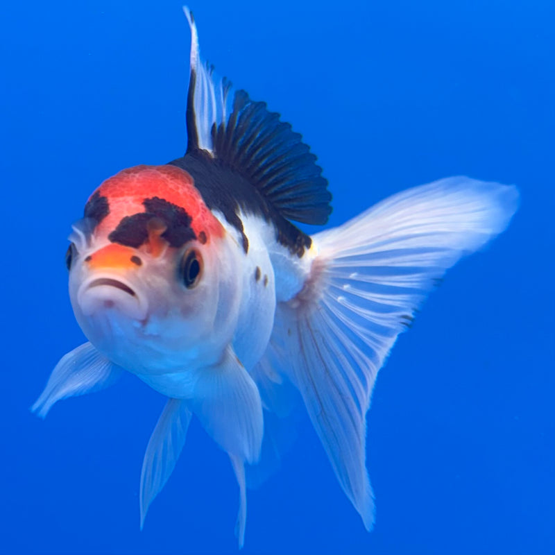 Thai Oranda Tri-Color 2.5” Body Male(CK-1310)R3B14