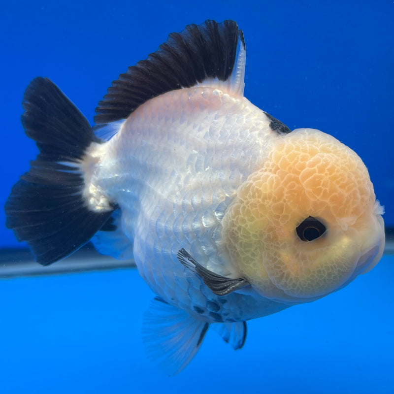 Thai Premium Oranda Yuanbao Lemon Head Panda 4” Body Male(CK-753)R1BlueTub4