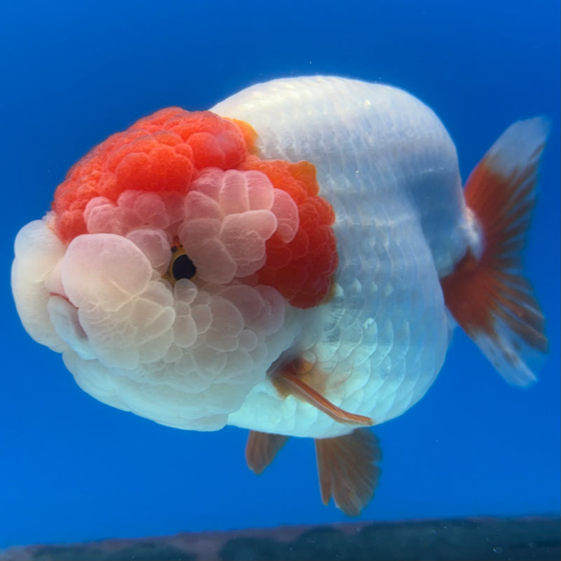 Thai Ranchu JUMBO Red/White 4.5” Body Female(CK-1318)SHOWTANK2