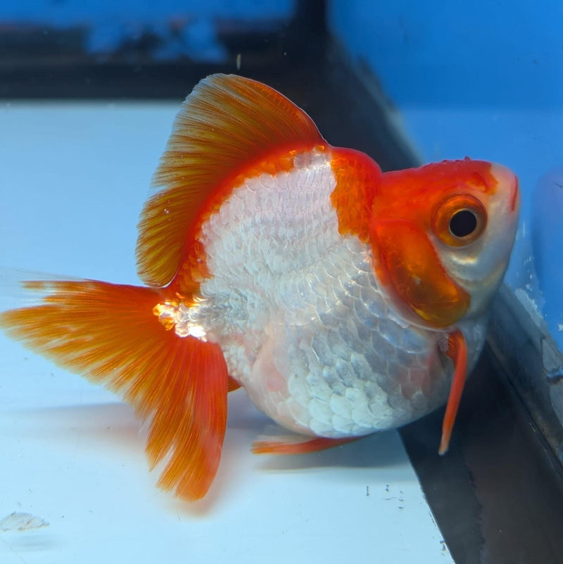 (KP-236) Red & White Thai Ryukin 2.5'' Female Show Quality R3B09