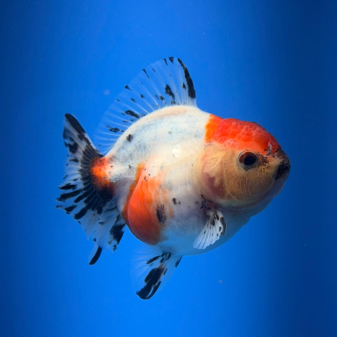 (KP-255) SHOGUN 2.5'' Calico Oranda (TUB15)