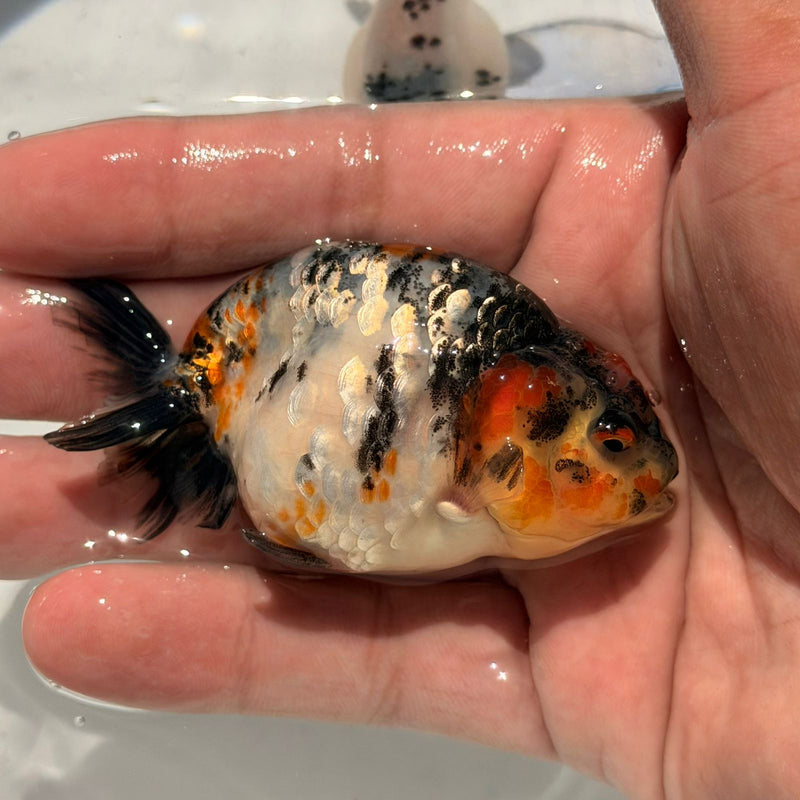 AA Calico Dragon Head Thai Ranchu 2.5'' OUR CHOICE (CGF-086)