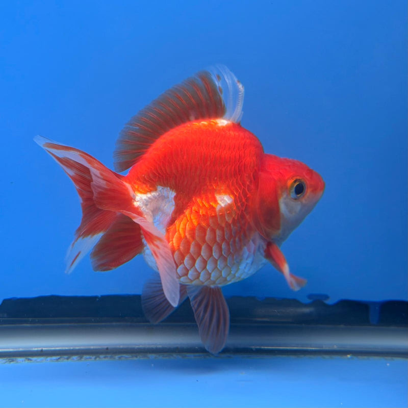 (KP-242) Red & White Thai Ryukin 2.5'' Male Show Quality R3B15