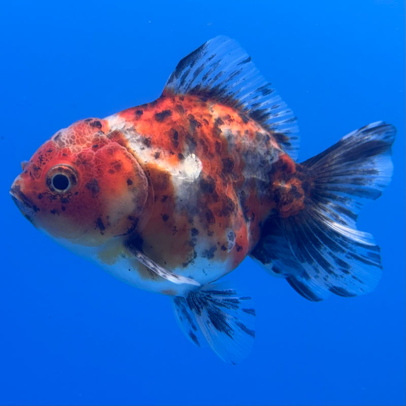 Thai Oranda SHOGUN 2.5” Body Female(CK-1006)R3B16