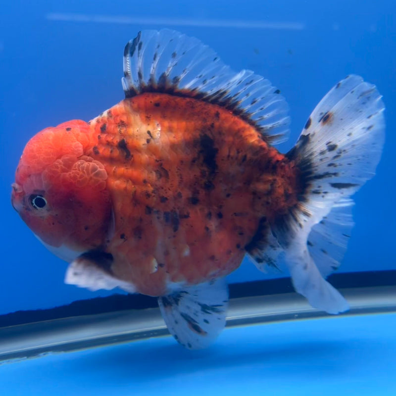 Thai Oranda JUMBO Red Calico 5” Body Male(CRP-CK-644)R1BLUETUB2