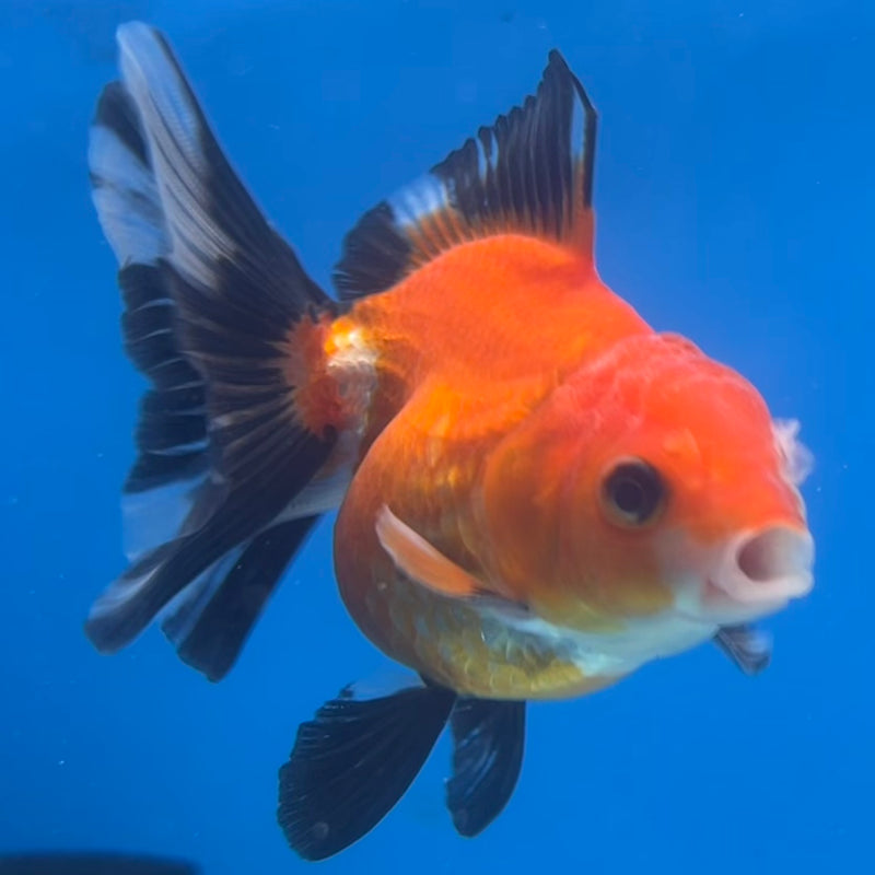 Thai Oranda Apache 2.5” Body Male(CK-1423)R3B19