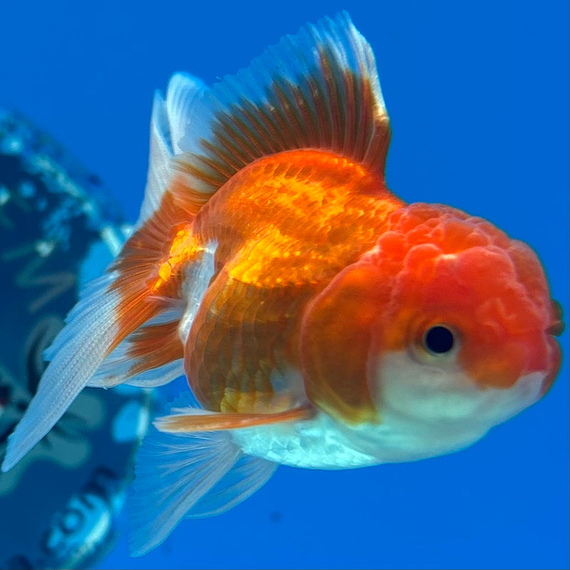 Thai Oranda Red/White 2” Body Male(CK-1277)R3B04