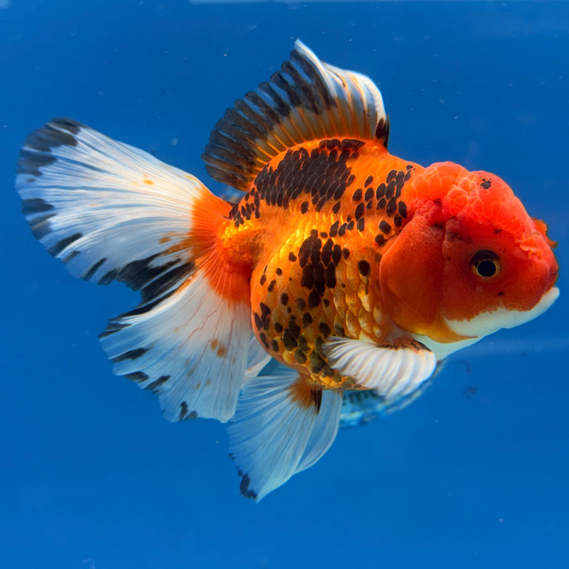 Thai Oranda Tri-Color 4in Female (FEB-312)R2B04