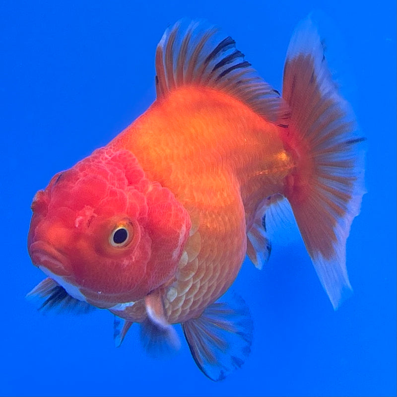 Thai Oranda Full Red Apache 3” Body Male(CK-711)R1A06