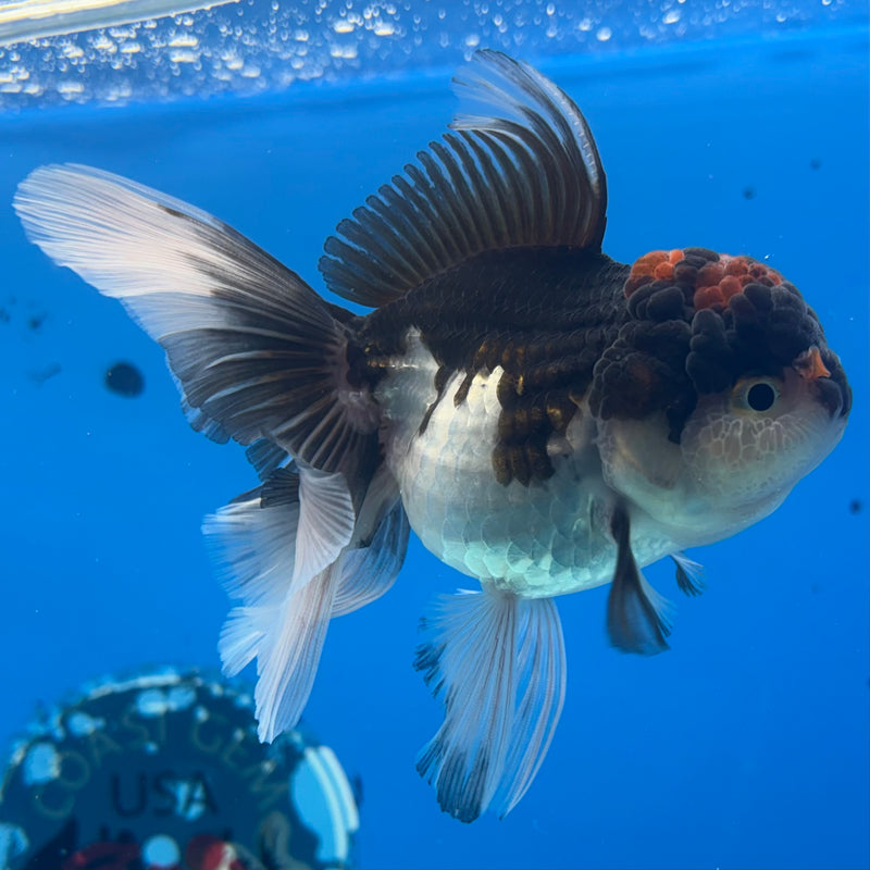 Thai Oranda Tri-Color 3” Body Female(CK-972)R3B10