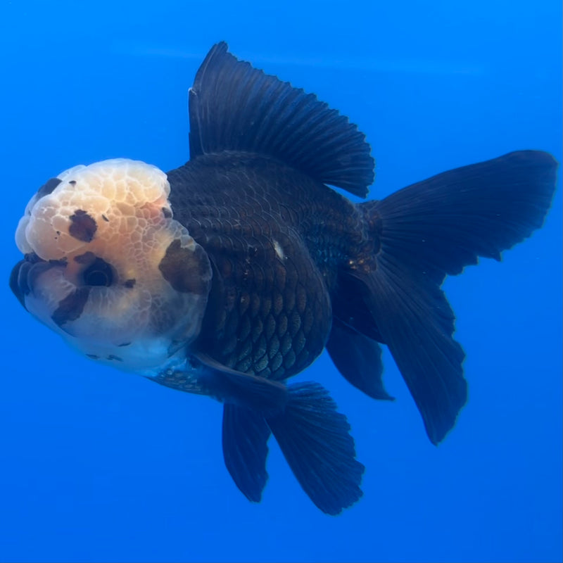 Thai Oranda Panda 3” Body Female(CK-1225)R1B08