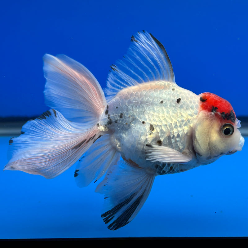 Thai Oranda Tri-Color Calico 3” Body Male(CK-719)R1A01