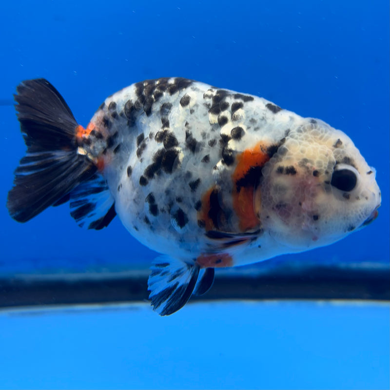 Thai Ranchu Tri-Color Calico 3.5” Body Male(CK-950)R2C03