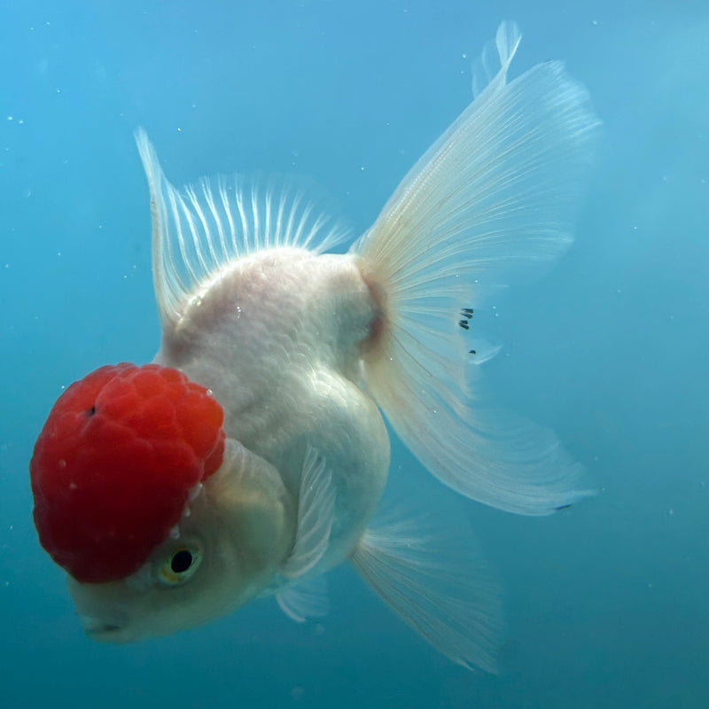 Live Premium Fancy Goldfish Thai Oranda Red Cap White Body Female 3.5” Body (JC-001) R1A10