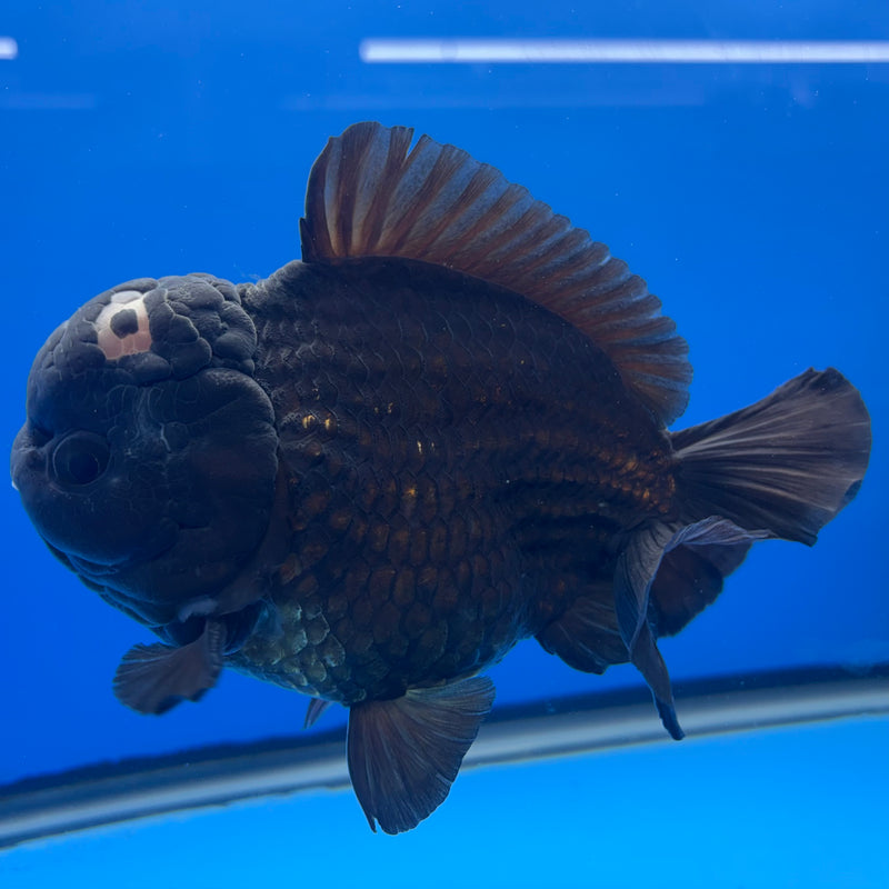 Thai Oranda JUMBO Full Black 4.5” Body Male(QGF-CK-1346)BLUETUB1