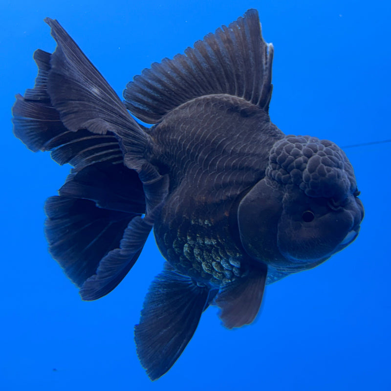 Thai Oranda Full Black 3” Body Female(CK-624)R1A03