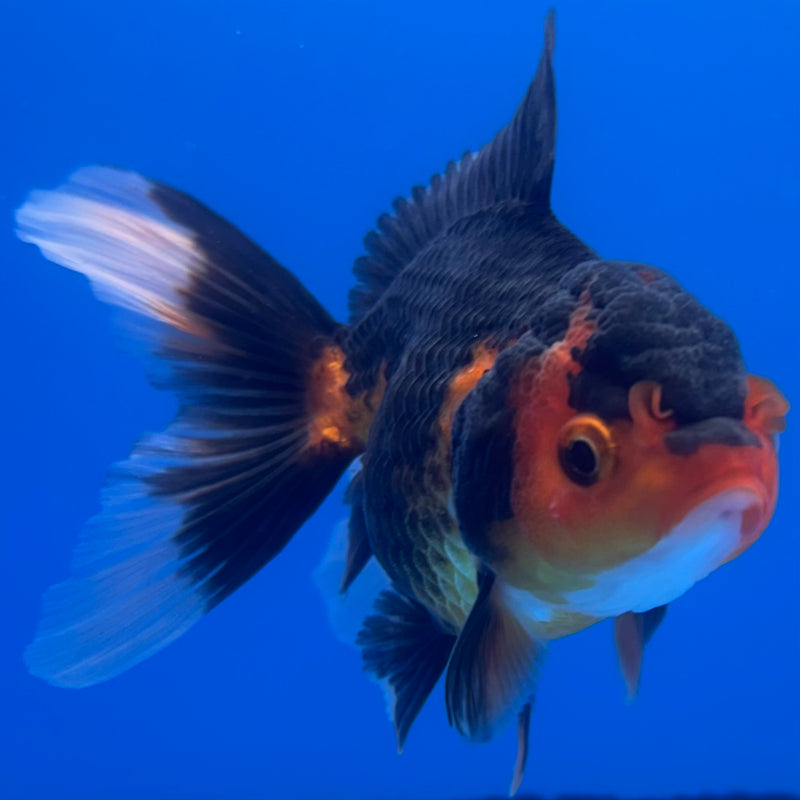 Thai Oranda Apache 2.5” Body Female(CK-1246)R3B09