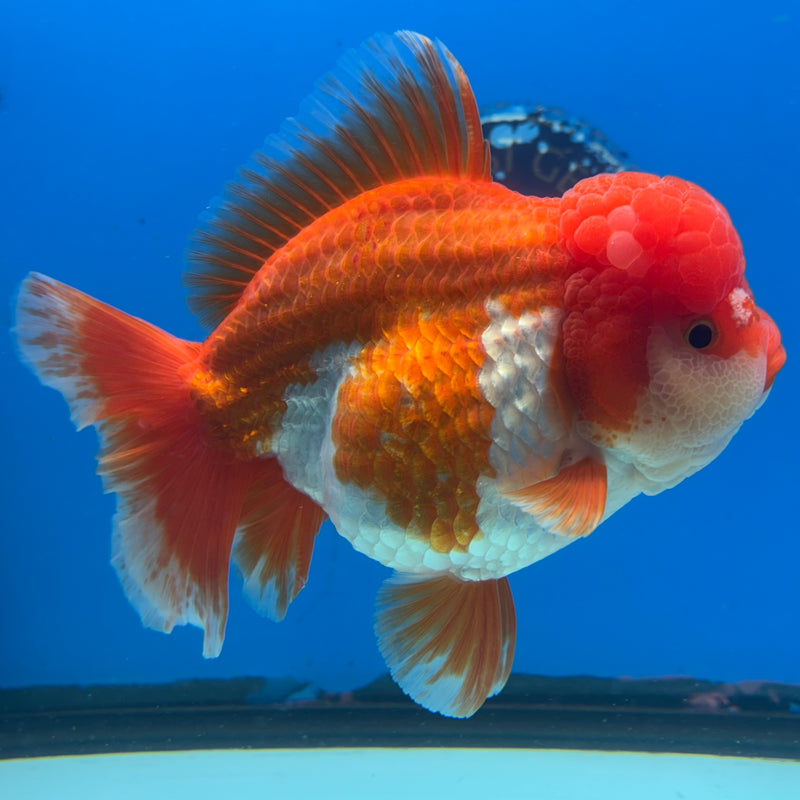 Thai Jumbo Oranda Red/White 4.5” Body Female(CRP-CK-1082)BLUETUB2