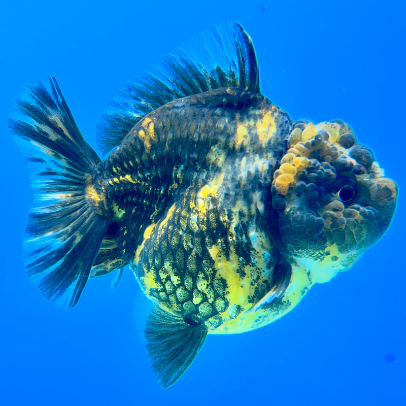 Thai Oranda Calico Tiger 3” Body Female(QGF-CK-1095)SHOWTANK