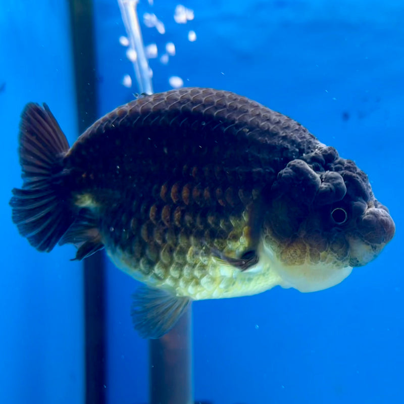 Thai Ranchu SPECIAL COLOR Apache 3.5” Body Male(CK-1112)R1A04