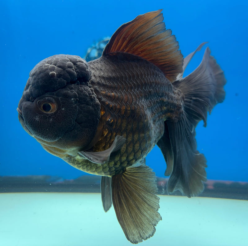 Thai Oranda Full Black Butterfly Tail 4.5” Body Male(CK-928)R1BLUETUB4