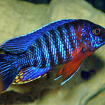 Live Freshwater Cichlid Red Shoulder Blue Peacock Cichlid  (Aulonocara Hansbaenschi)(CHD-101)U010