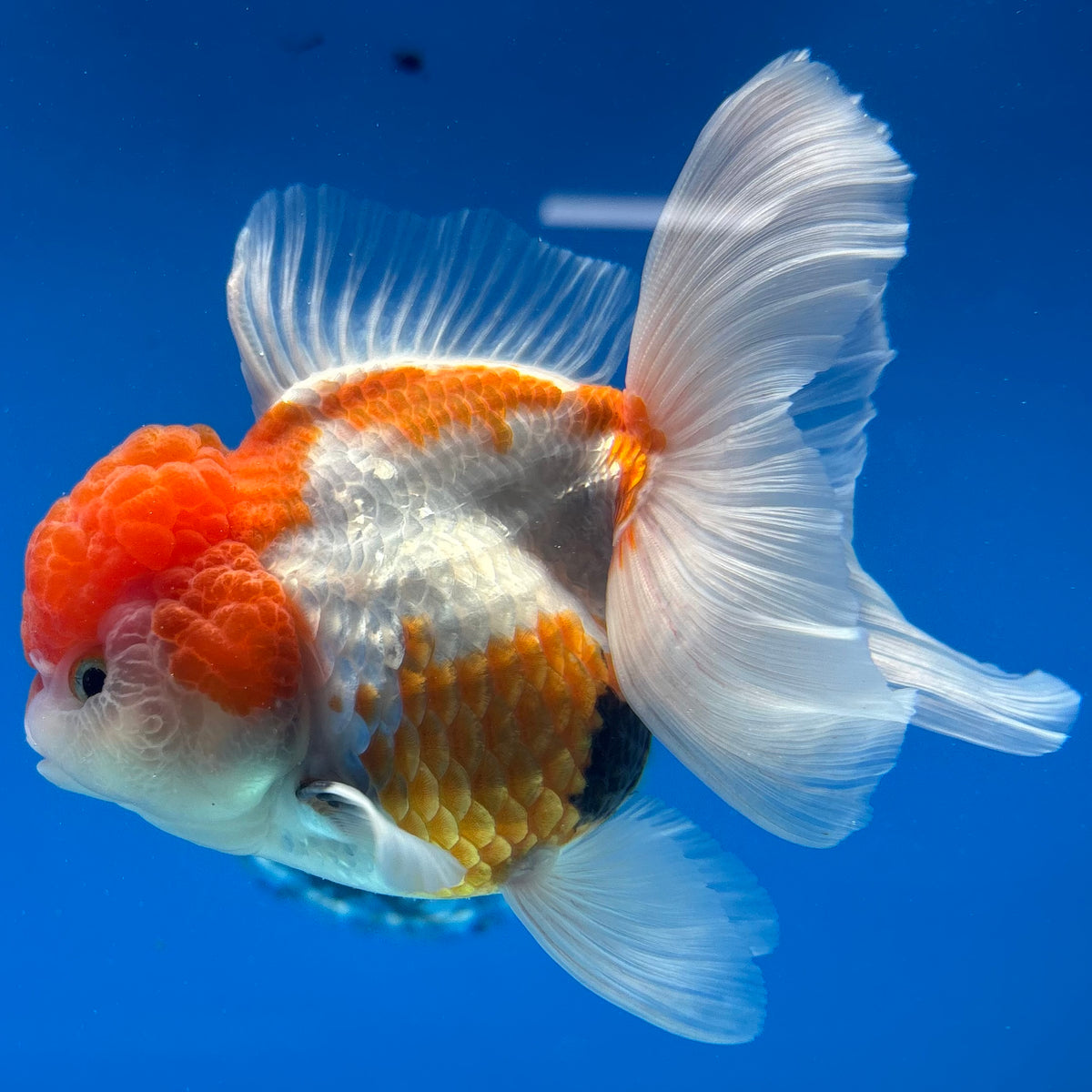 Thai Oranda Tri-Color 3.5” Female(CK-1628)R2A08