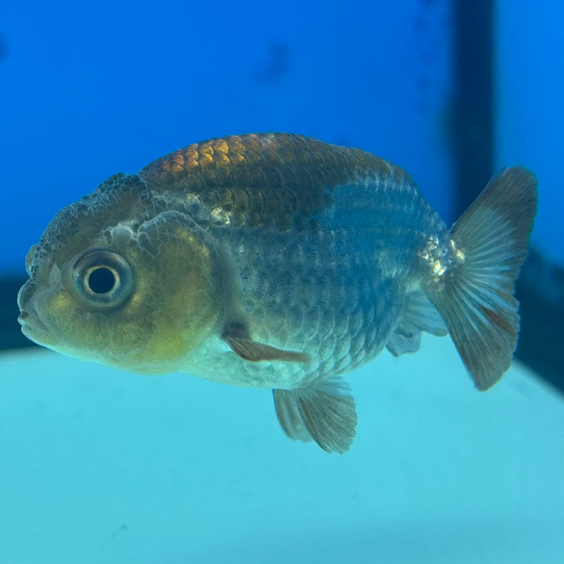 Thai Ranchu Blue RARE FIND 2” Body Male(CK-850)R3B18